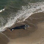 A dead North Atlantic right whale