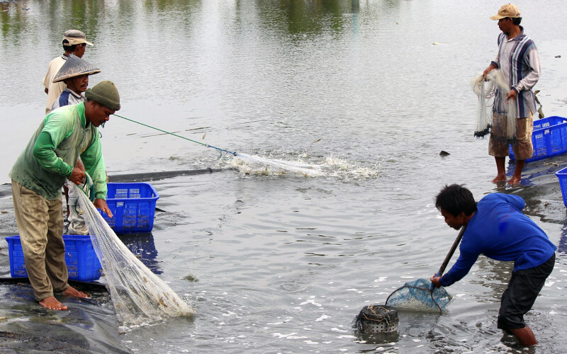 Shrimp harvesters in Lampung, Indonesia