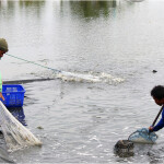 Shrimp harvesters in Lampung, Indonesia