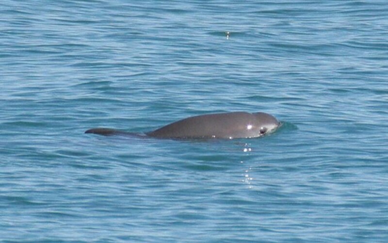 a vaquita