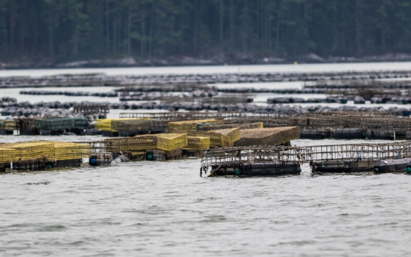Oyster aquaculture in Maine