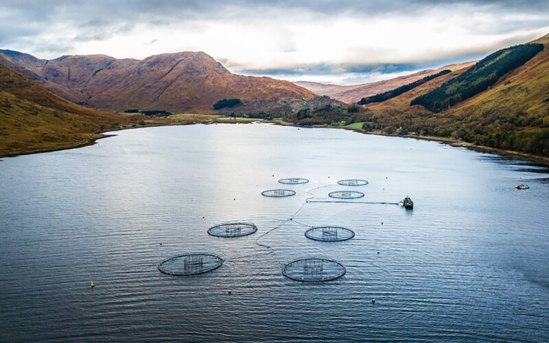 A salmon farm in Scotland