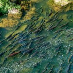 Chinook salmon in Washington