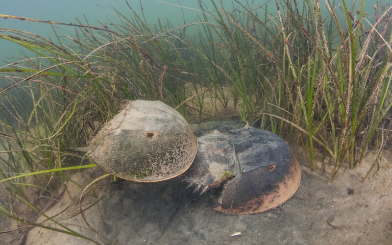 horseshoe crabs