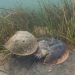 horseshoe crabs