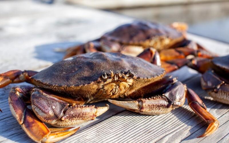 Dungeness crab