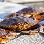 Dungeness crab