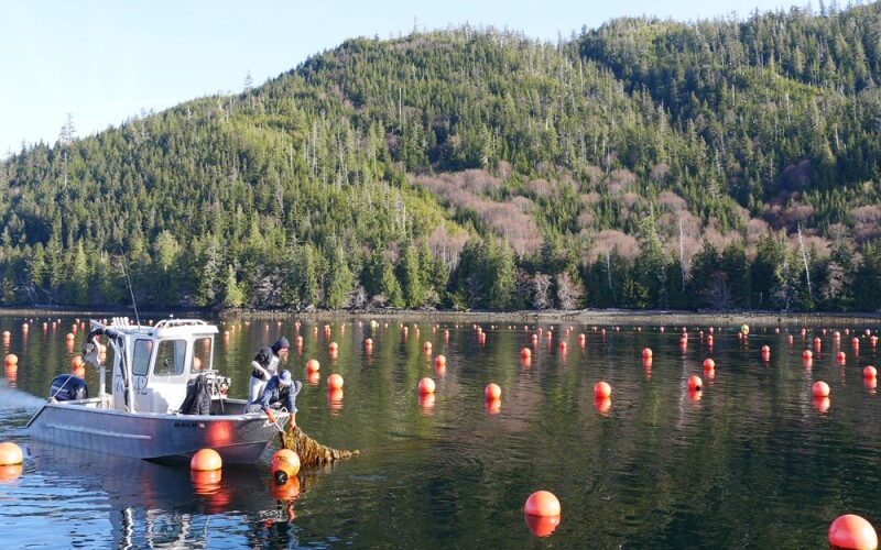 Kelp farming in Alaska