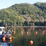 Kelp farming in Alaska