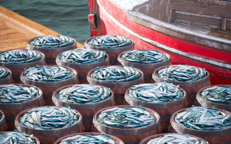 Barrels of fish dockside