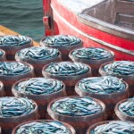 Barrels of fish dockside