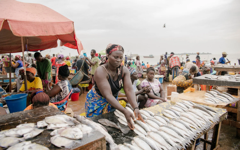 A Guinea-Bissau artisanal fisher lining up their catch