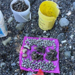 A bucket and blanket showing the illegally harvested clams and seafood