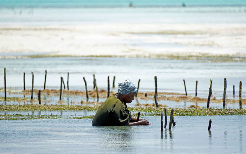 A woman harvesting seaweed in Zanzibar