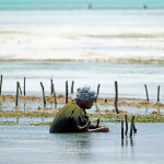 A woman harvesting seaweed in Zanzibar