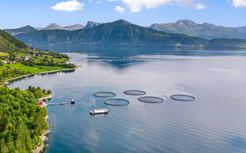 A Måsøval salmon farm