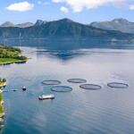 A Måsøval salmon farm