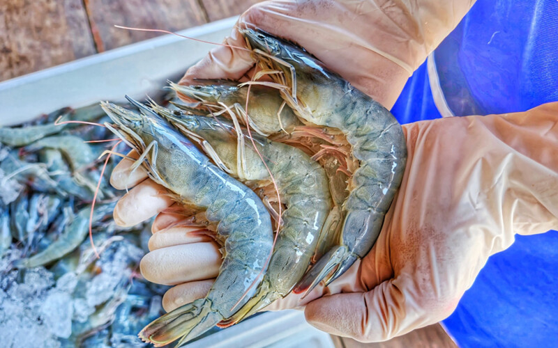 A person holding farmed whiteleg shrimp