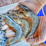 A person holding farmed whiteleg shrimp