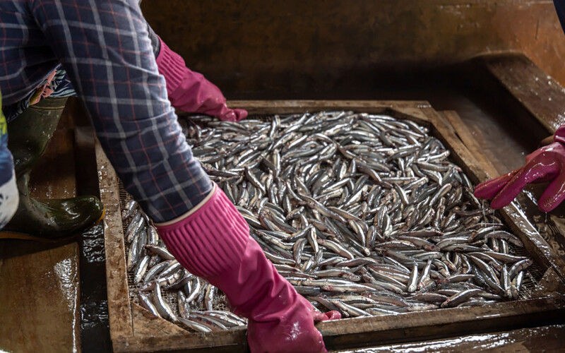 A person handling a batch of freshly caught anchovies in Vietnam