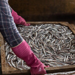 A person handling a batch of freshly caught anchovies in Vietnam