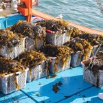 kelp