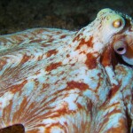 An octopus underwater