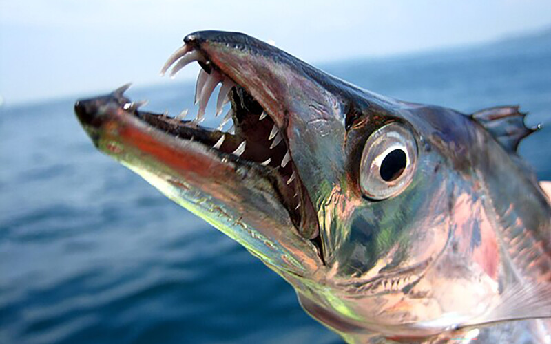 The largehead hairtail