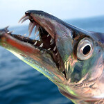 The largehead hairtail