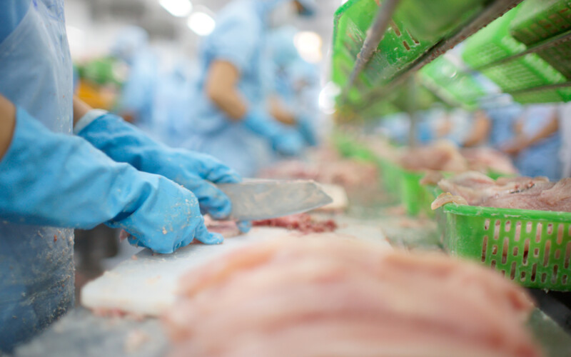 Factory workers cutting pangasius fillets