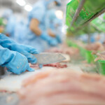 Factory workers cutting pangasius fillets