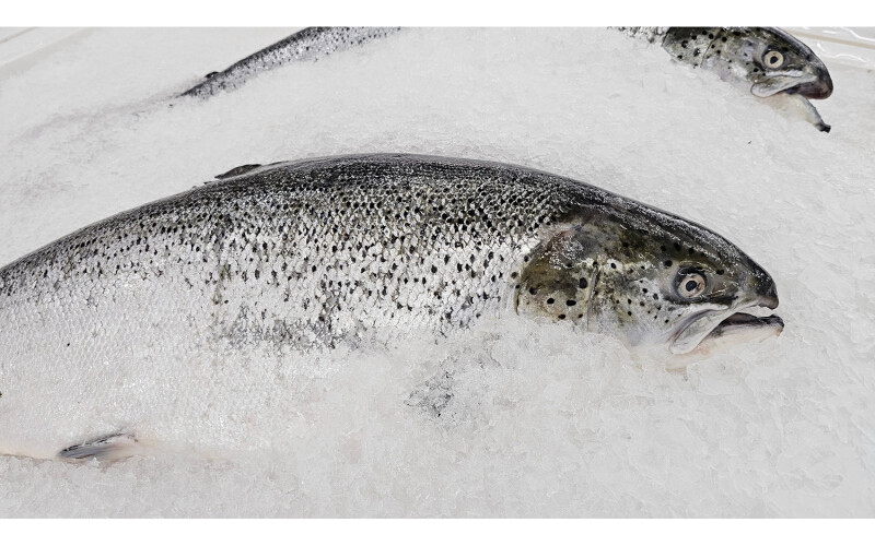 frozen salmon