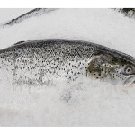 frozen salmon