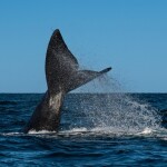 A North Atlantic right whale