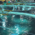 A row of salmon recirculating aquaculture system tanks at Proximar Seafood's facility in Yokohama, Japan