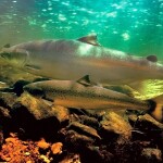 a coho salmon