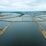 shrimp ponds