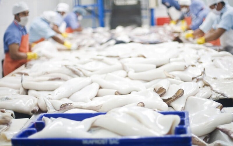 A catch of giant squid being processed