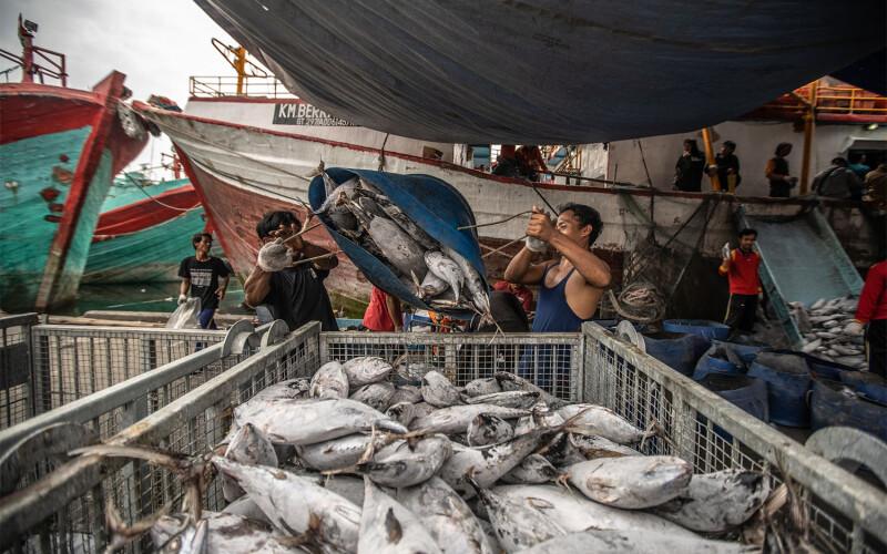 Tuna fishers unload a catch off a boat in Indonesia