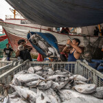 Tuna fishers unload a catch off a boat in Indonesia