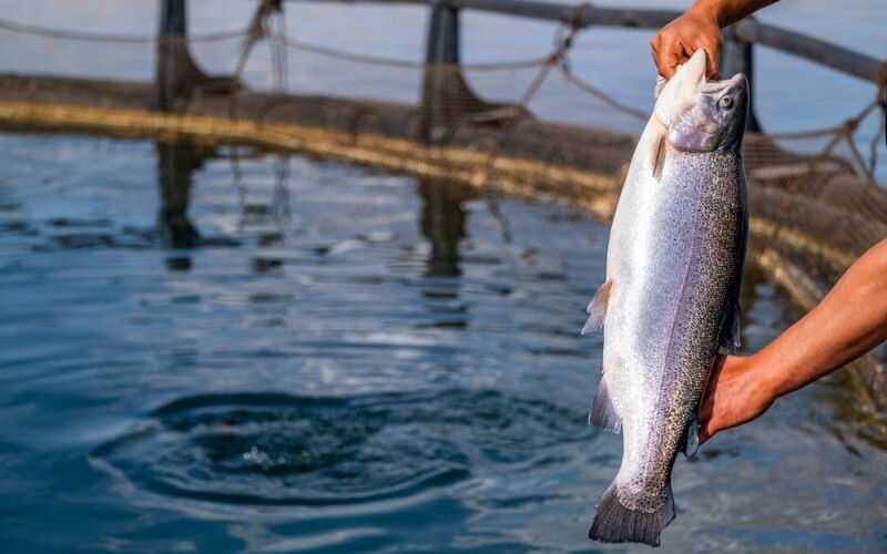 A salmon being pulled out of a net pen