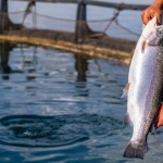 A salmon being pulled out of a net pen