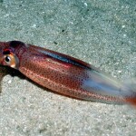 A longfin squid