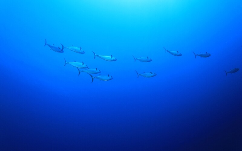 Tuna swimming in the water