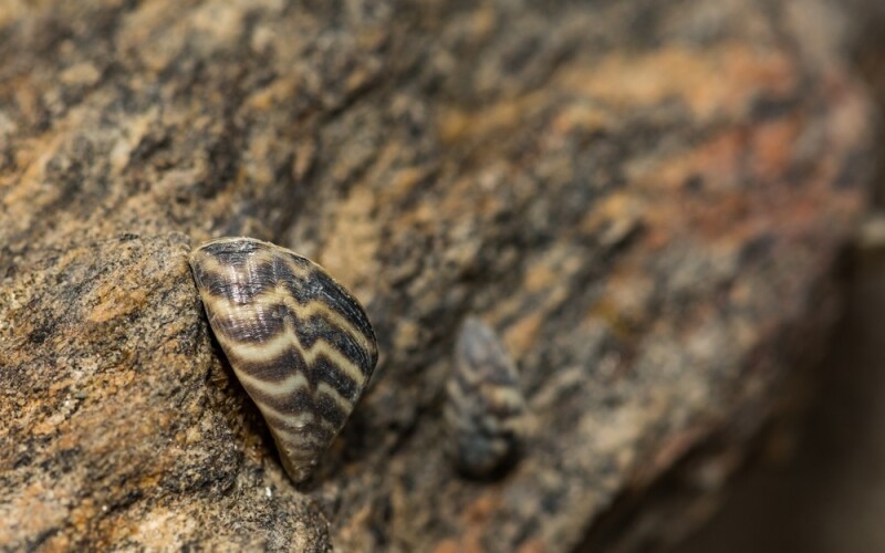 Invasive zebra mussels