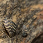 Invasive zebra mussels