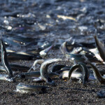Capelin on shore in Canada to spawn