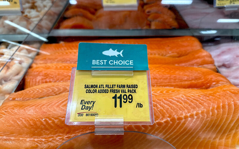 farmed Atlantic salmon