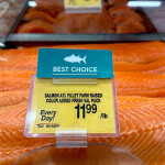 farmed Atlantic salmon