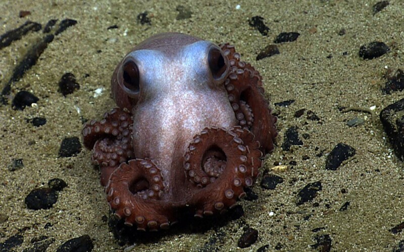 an octopus in the monument
